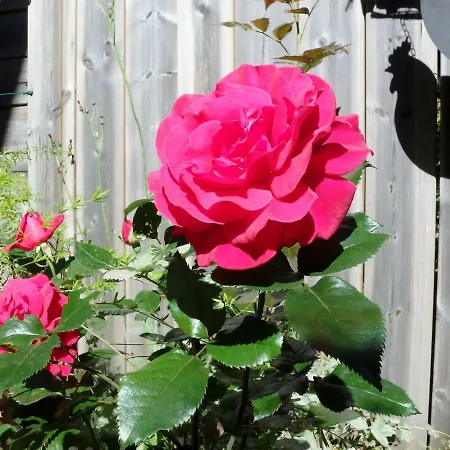 Le De L'ours Blanc Appartamento Chamonix